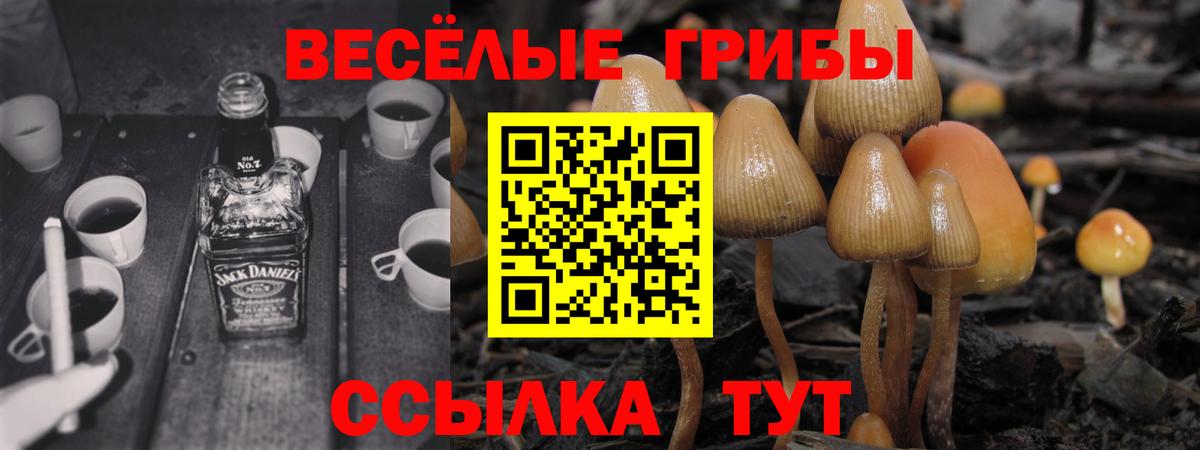Грозный  Псилоцибиновые грибы прущие грибы  Вход с VPN 